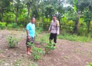 DDS Bhabinkamtibmas Batu Putih: Edukasi Pekarangan Tangguh Pangan