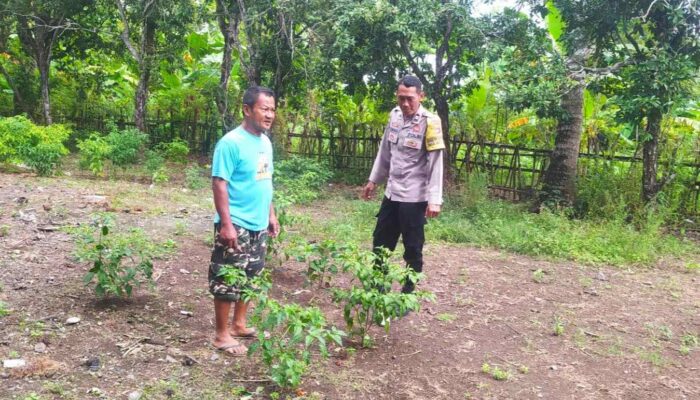 DDS Bhabinkamtibmas Batu Putih: Edukasi Pekarangan Tangguh Pangan