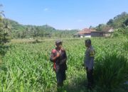 Polri Kawal Ketahanan Pangan di Dusun Jelateng, Lembar