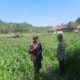 Dukung Swasembada, Polri Sapa Petani Jagung Sekotong Timur