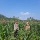 Kunjungan Humanis Bhabinkamtibmas ke Petani Jagung di Sekotong Timur