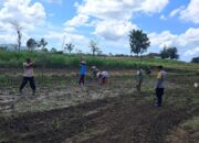 Bhabinkamtibmas Sekotong Aktif Dukung Ketahanan Pangan