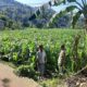 Polisi Sambangi Petani Jagung di Sekotong Timur, Dukung Ketahanan Pangan