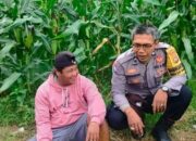 Bhabinkamtibmas Lembar Pererat Silaturahmi, Dorong Produksi Jagung Petani