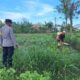 Polri Dorong Pertanian Produktif di Desa Pelangan, Sekotong
