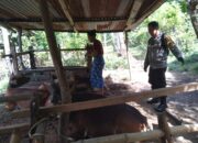 Bhabinkamtibmas Batulayar Barat Giatkan Ketahanan Pangan Warga
