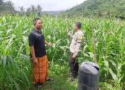 Bhabinkamtibmas Sekotong Dukung Petani Jagung Menuju Swasembada