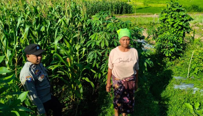 Kolaborasi Polisi dan Petani di Mareje Timur untuk Ketahanan Pangan