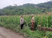 Sinergi Polri dan Petani Jagung di Desa Sekotong Timur