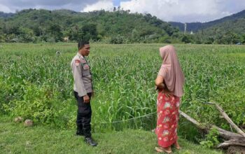 Sinergi Polri dan Petani: Wujud Nyata Ketahanan Pangan di Lombok Barat