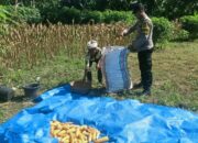 Ketahanan Pangan Dimulai dari Dusun Gelumpang Sekotong, Bhabinkamtibmas Turun Langsung