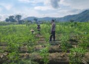 Sinergi Polisi dan Petani Dorong Ketahanan Pangan di Jembatan Kembar Timur