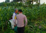 Polisi Sambangi Petani Mentimun di Lombok Barat