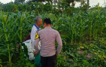 Sinergi Polisi dan Petani Wujudkan Ketahanan Pangan di Kuripan Utara