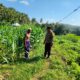 Sinergi Polri-Petani, Pengecekan Lahan Jagung di Mareje Timur