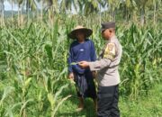 Polri Dampingi Petani Jagung di Sekotong: Sinergi Menuju Swasembada Pangan
