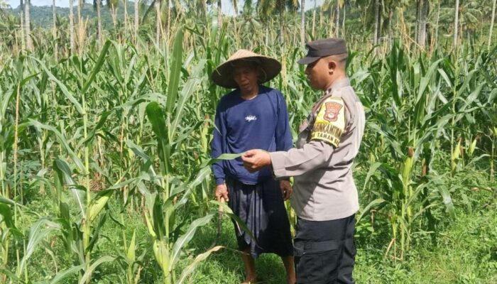 Polri Dampingi Petani Jagung di Sekotong: Sinergi Menuju Swasembada Pangan