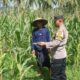 Bhabinkamtibmas Sekotong Dukung Petani Jagung Wujudkan Ketahanan Pangan