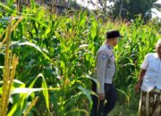 Sinergi Polri dan Petani Mareje Timur Perkuat Produksi Jagung Lokal