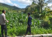 Bhabinkamtibmas Eyat Mayang Dampingi Petani Jagung Hadapi Tantangan Cuaca