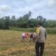 Ketahanan Pangan Banyumulek: Polisi Aktif Dampingi Petani Jagung