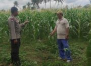 Polri Dukung Ketahanan Pangan di Desa Banyumulek: Sinergi Bhabinkamtibmas dan Petani Jagung