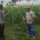 Pemanfaatan Pekarangan dan Jagung Siap Panen, Banyumulek Jadi Contoh Ketahanan Pangan NTB