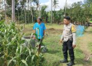 Perkuat Ketahanan Pangan, Polisi Bina Petani Jagung di Sekotong