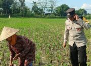Polsek Gerung Perkuat Ketahanan Pangan Lewat Pendampingan Petani di Babussalam