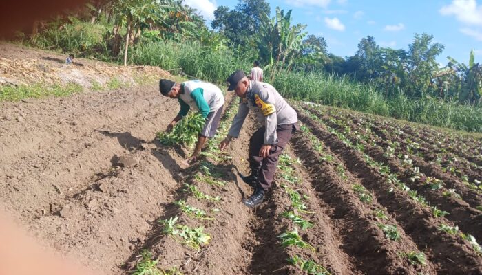 Polsek Gerung Dorong Ketahanan Pangan Melalui Pendampingan Petani di Giri Tembesi
