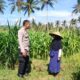 Sinergi Polri dan Petani Eyat Mayang Perkuat Ketahanan Pangan Nasional