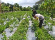 Inisiatif Ketahanan Pangan Dimulai dari Pekarangan Warga di Desa Jagaraga, Kuripan