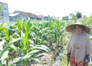 Bhabinkamtibmas Labuapi Galakkan Pemanfaatan Lahan Kosong
