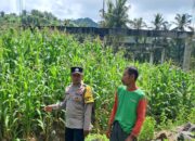 Sinergi Polisi dan Warga Sekotong Tingkatkan Ketahanan Pangan Lewat Pekarangan