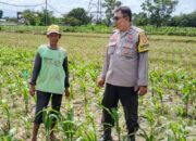 Bhabinkamtibmas Telagawaru Dorong Ketahanan Pangan Warga Paok Kambut