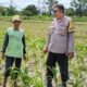 Bhabinkamtibmas Telagawaru Dorong Ketahanan Pangan Warga Paok Kambut