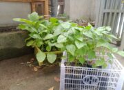 Bhabinkamtibmas Terong Tawah Dorong Ketahanan Pangan Lewat Pemanfaatan Pekarangan