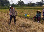 Sinergi Polri dan Petani di Dusun Iting Langgem: Dorong Produktivitas Jagung