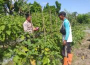 Ketahanan Pangan Diperkuat, Bhabinkamtibmas Gandeng Petani Jagaraga