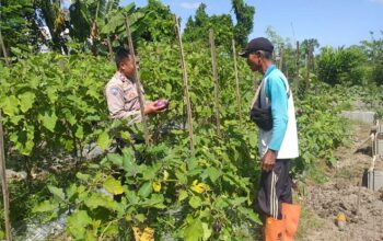 Ketahanan Pangan Diperkuat, Bhabinkamtibmas Gandeng Petani Jagaraga
