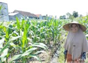 Polisi dan Petani Labuapi Bersinergi Perkuat Ketahanan Pangan Desa