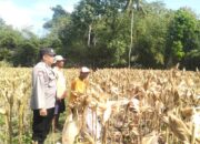 Lombok Barat: Panen Jagung P27 di Gerung Selatan Capai 4,2 Ton