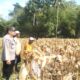 Panen Jagung Sukses di Gerung Selatan, Polri Hadir Jaga Kondusivitas