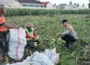 Peran Aktif Bhabinkamtibmas Labuapi Dukung Ketahanan Pangan Lokal