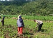 Bhabinkamtibmas Kuripan Gagas Ketahanan Pangan dari Pekarangan Rumah