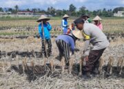 Sinergi Polri dan Petani di Kediri Lombok Barat Wujudkan Swasembada Pangan