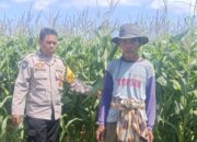 Polsek Gerung Pantau Lahan Jagung Siap Panen di Desa Beleka