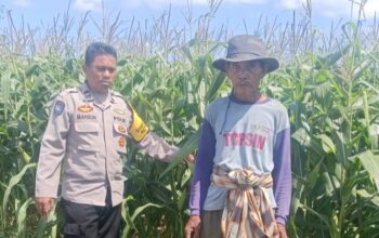 Polsek Gerung Pantau Lahan Jagung Siap Panen di Desa Beleka