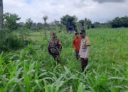 Sinergi Polisi dan Petani di Dusun Nyiur Gasing Dukung Ketahanan Pangan