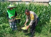 Lahan Kosong Jadi Kebun: Inisiatif Ketahanan Pangan di Labuapi